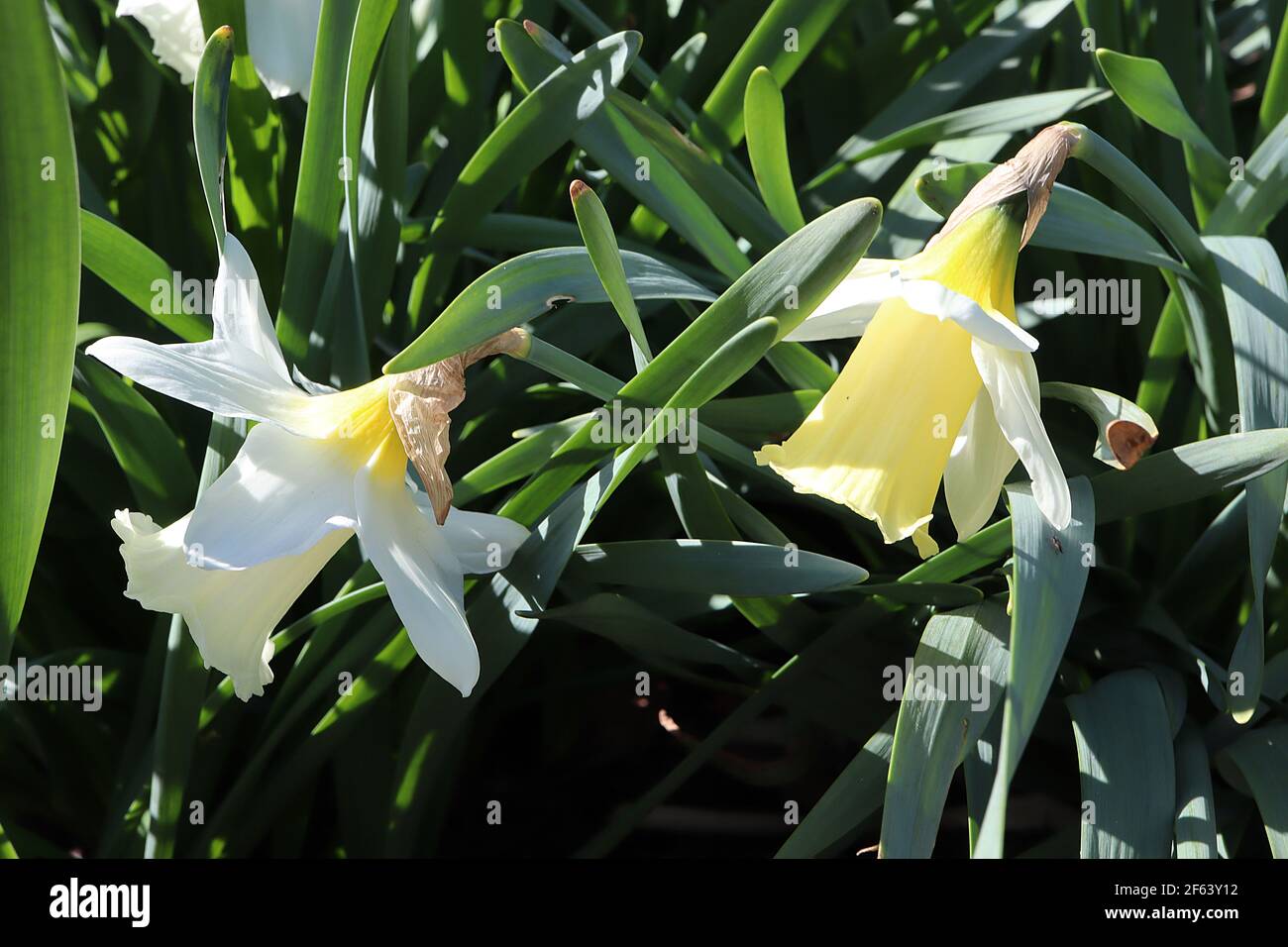 Narcissus ‘Montant Hood’ Division 1 jonquilles en trompette jonquille Mount Hood jonquille – pétales blancs et grande trompette jaune pâle, mars, Angleterre, Royaume-Uni Banque D'Images