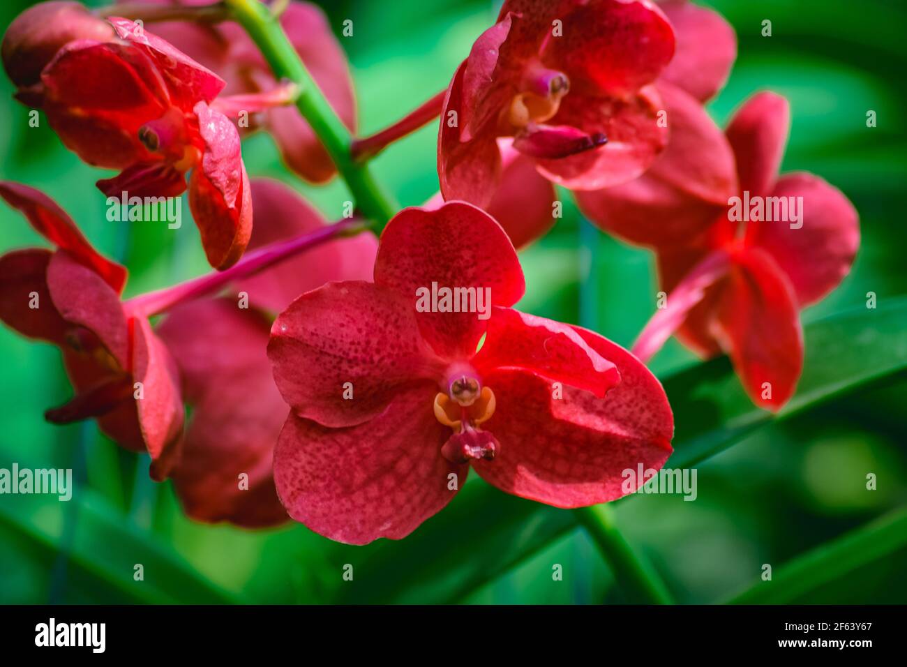 Belle branche rouge tropicale de la fleur d'orchidée phalaenopsis de  famille Orchidaceae sur fond de jardin.foyer sélectif.pour la beauté de  carte postale et agricole Photo Stock - Alamy