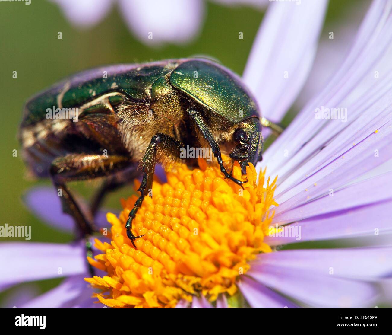 chamater de rose verte en latin cetonia aurata - insecte assis et la fleur bleue ou violette jaune pollinisée Banque D'Images