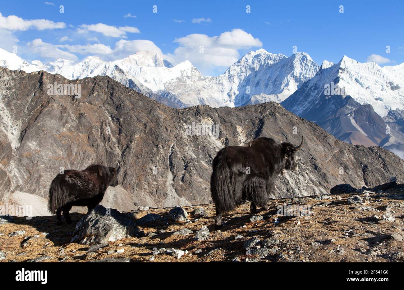 yak, groupe de deux yaks sur le chemin du camp de base de l'Everest, Népal Himalaya Yak est ferme et caravane d'animaux au Népal et au Tibet Banque D'Images