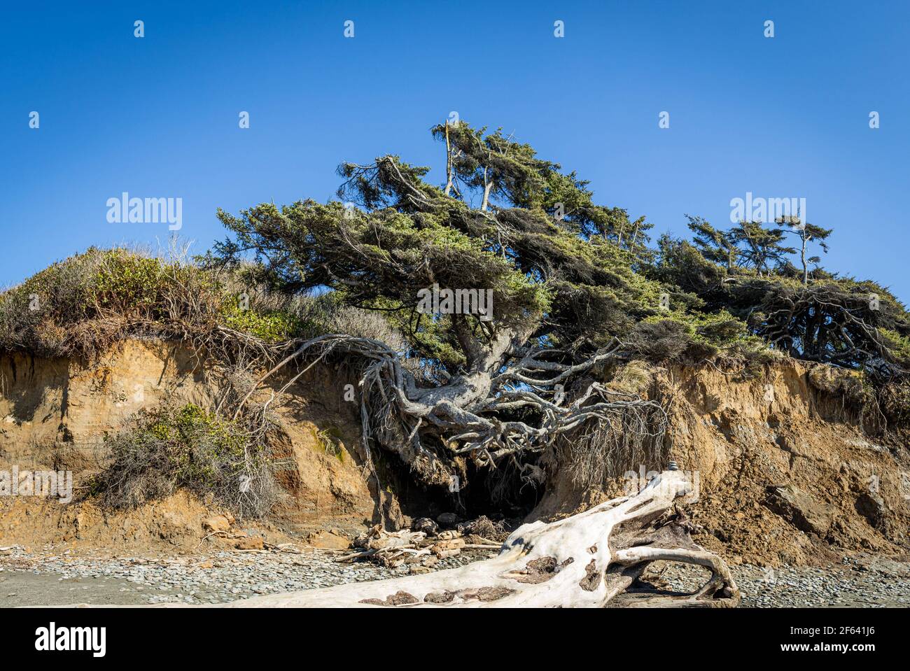 L'arbre de vie sur la côte du parc national olympique de l'État de Washington accroché aux falaises de Kalaloch Beach. Banque D'Images