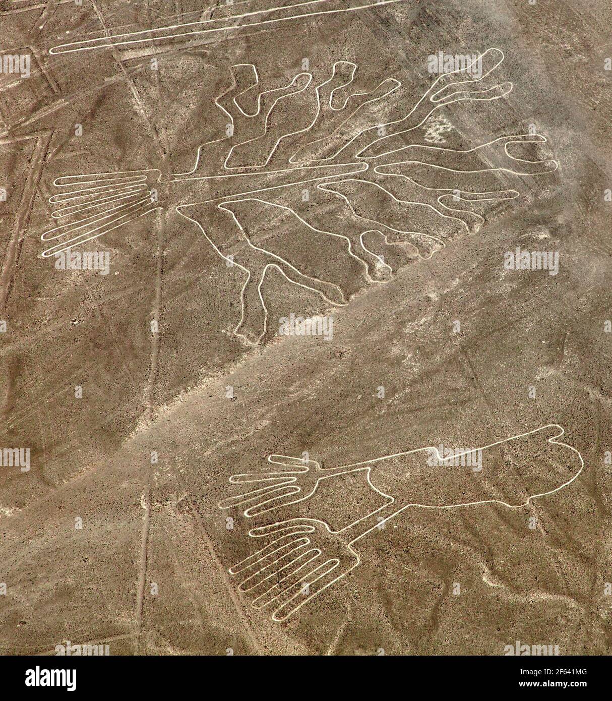 G oglyphes D arbres Et De Mains Lignes Myst rieuses De Nazca Et 