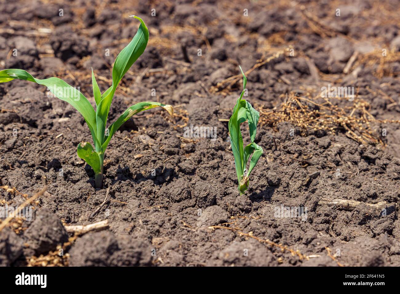 Jeune plante de maïs avec une déformation des feuilles ou un buggy fouetter. Concept de la santé, du stress et des dommages du maïs. Banque D'Images