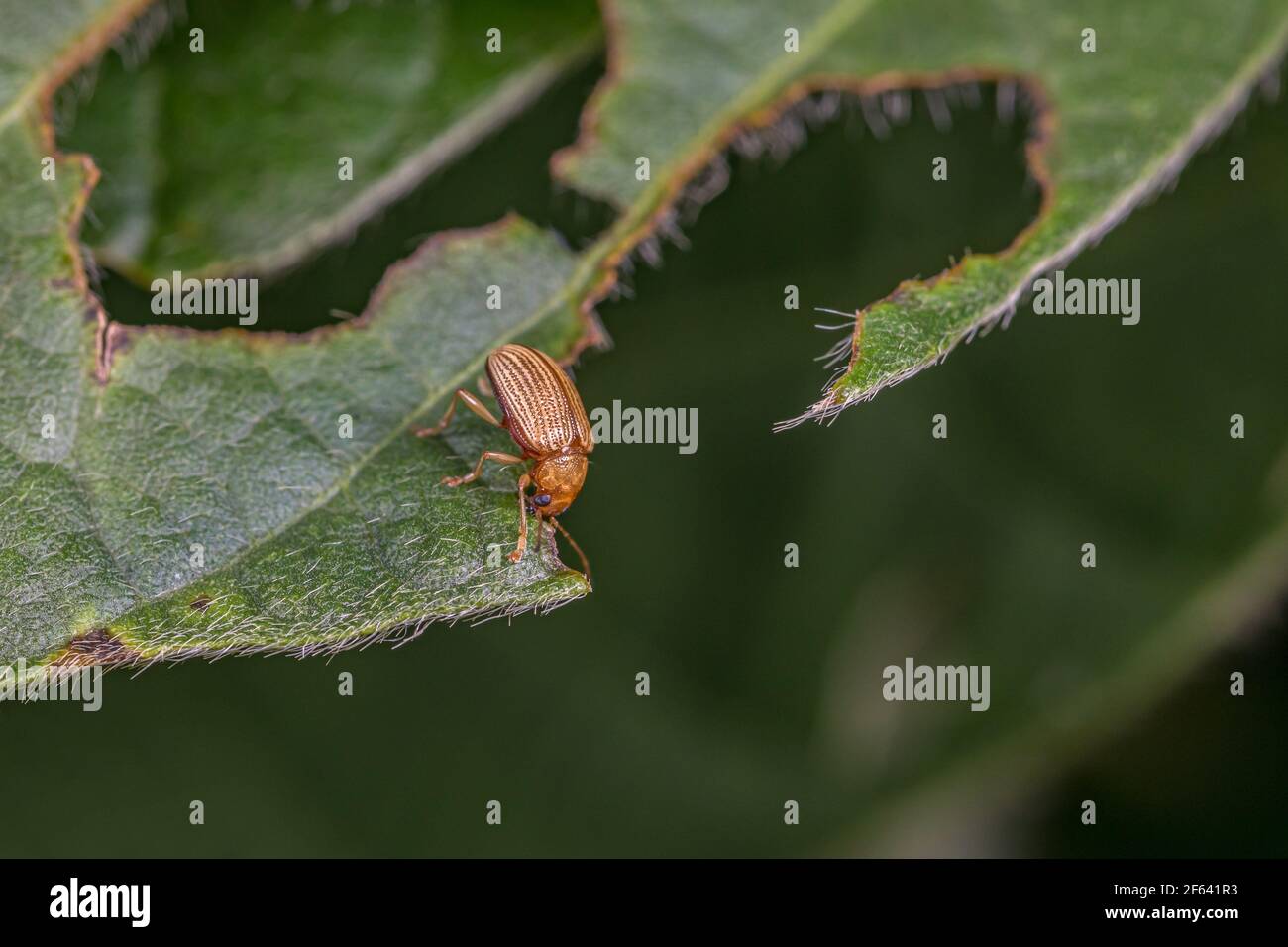Colapis de raisin mangeant des feuilles de soja causant des dommages et des blessures. Concept de lutte contre les insectes et les ravageurs des cultures agricoles, rendement l Banque D'Images