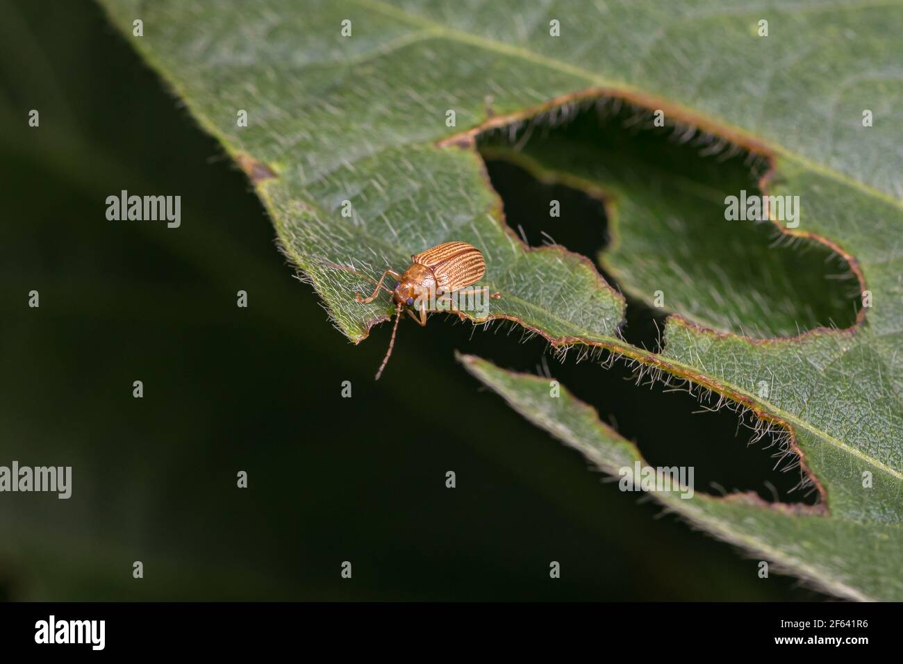 Colapis de raisin mangeant des feuilles de soja causant des dommages et des blessures. Concept de lutte contre les insectes et les ravageurs des cultures agricoles, rendement l Banque D'Images