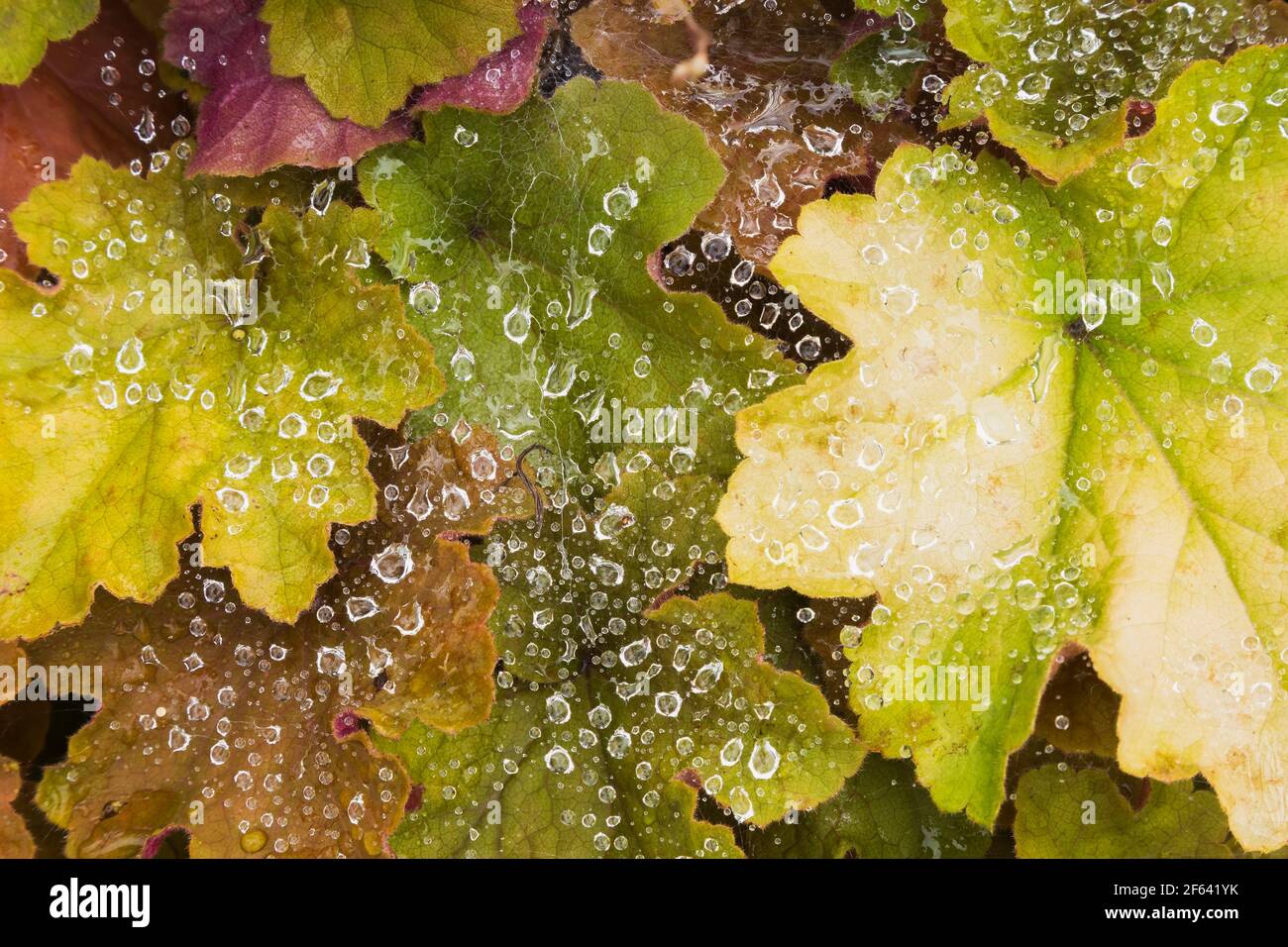 Des gouttelettes d'eau sur la toile de araignée ont surtourné Heuchera - Coral Flower feuilles Banque D'Images