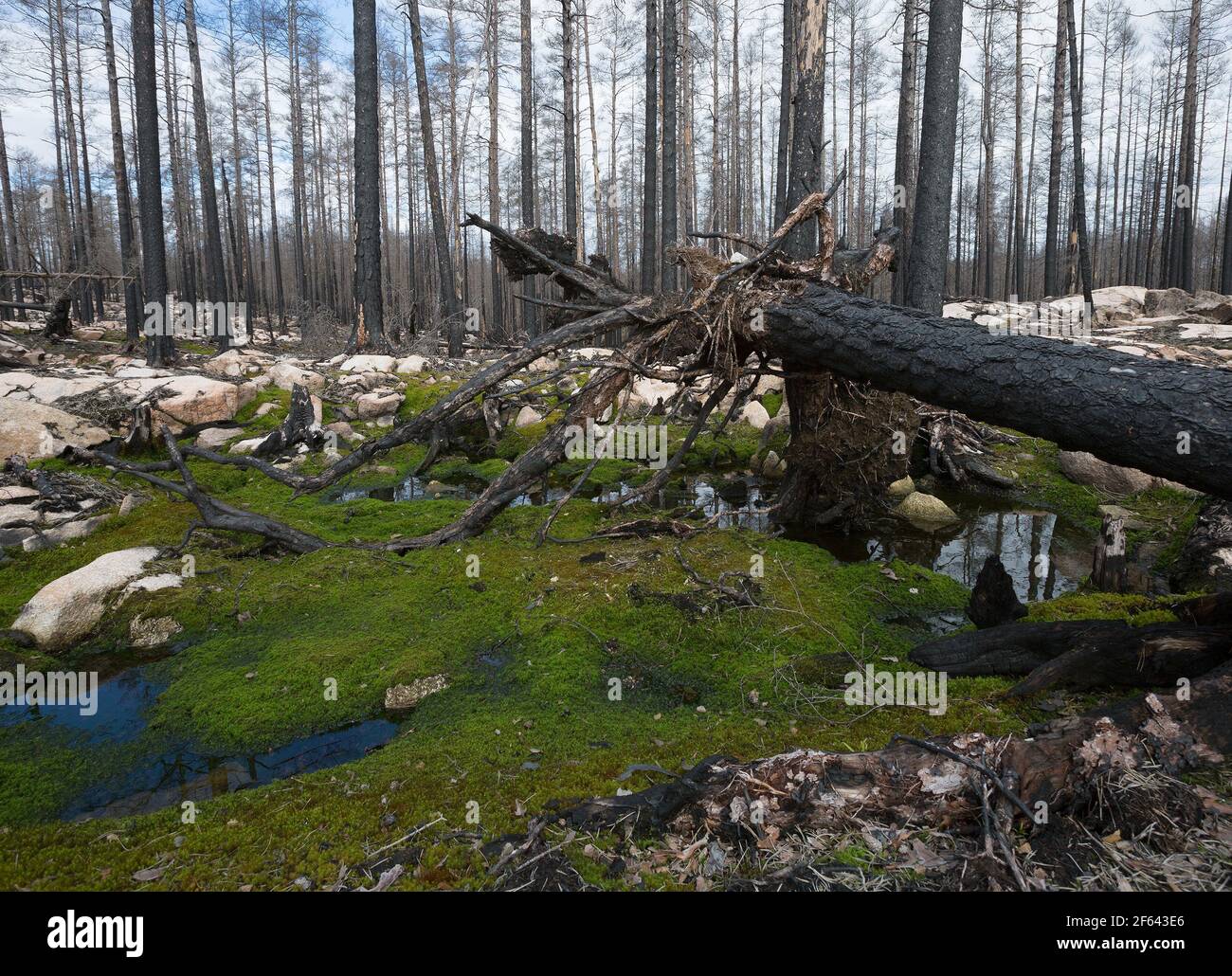Il est tombé du pin brûlé dans la forêt de conifères par la suite un gros feu de forêt en suède Banque D'Images