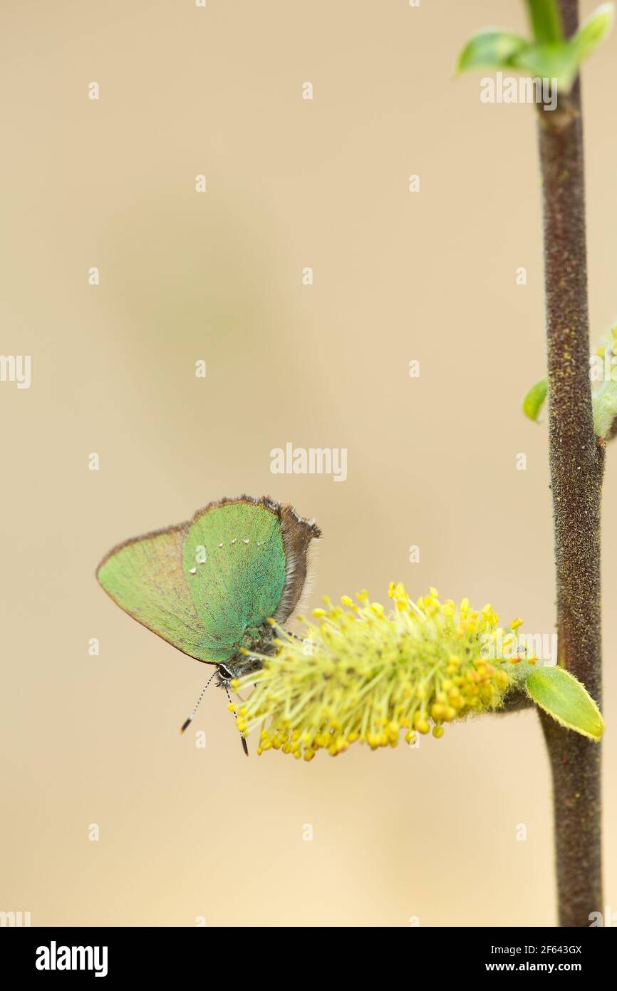 Porte-cheveux vert, Callophrys rubi se nourrissant sur le saule Banque D'Images