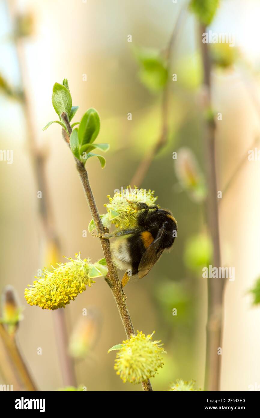 Bumblebee à queue de chamois, Bombus terrestris queen alimentation Banque D'Images