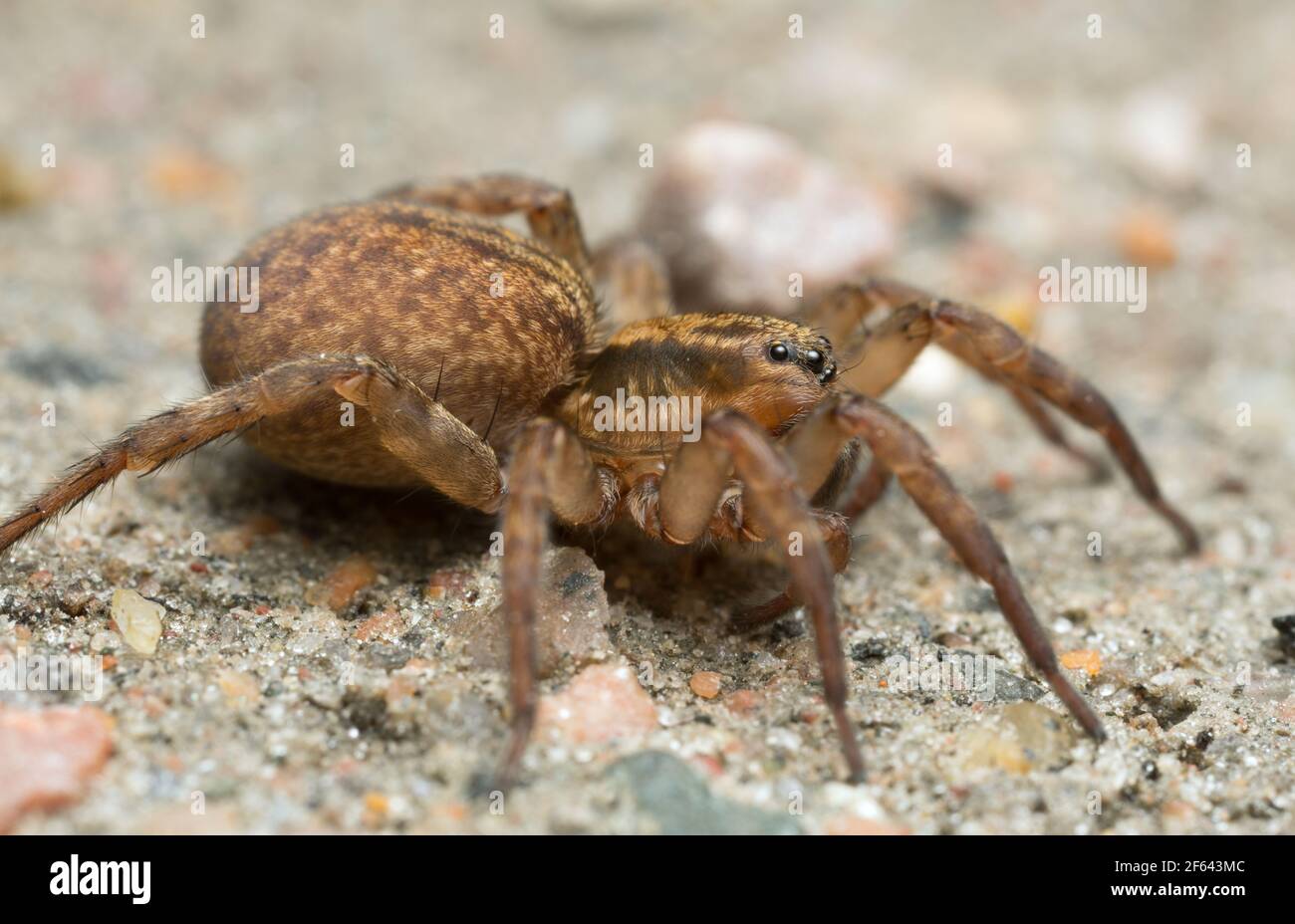 Photo macro d'une araignée de loup de Trochosa au sol Banque D'Images