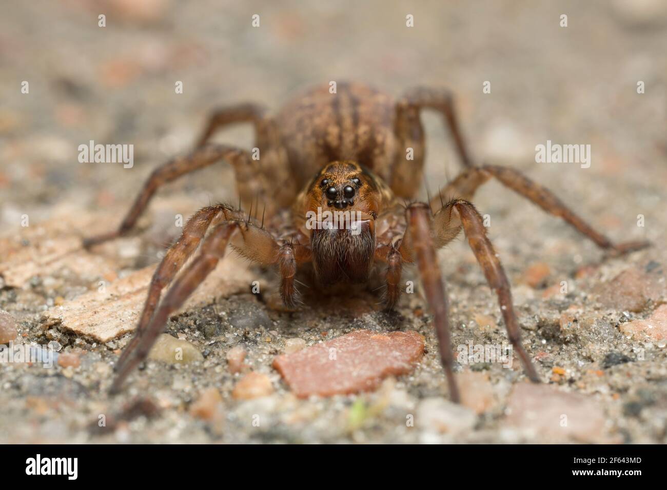Photo macro d'une araignée de loup de Trochosa au sol Banque D'Images