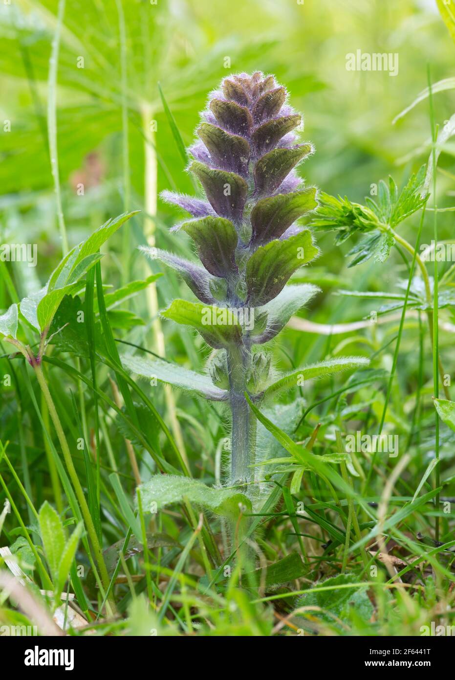 Bugle pyramidal, Ajuga pyramidalis Banque D'Images