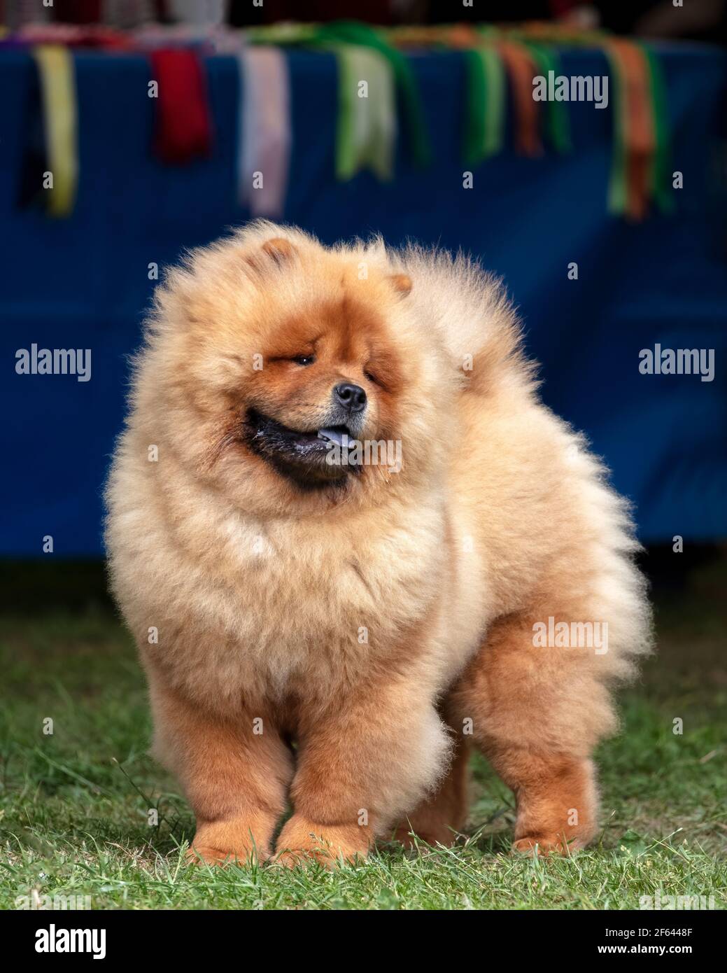 Chow Chow chinois lors d'un spectacle canin avec rosettes derrière Banque D'Images