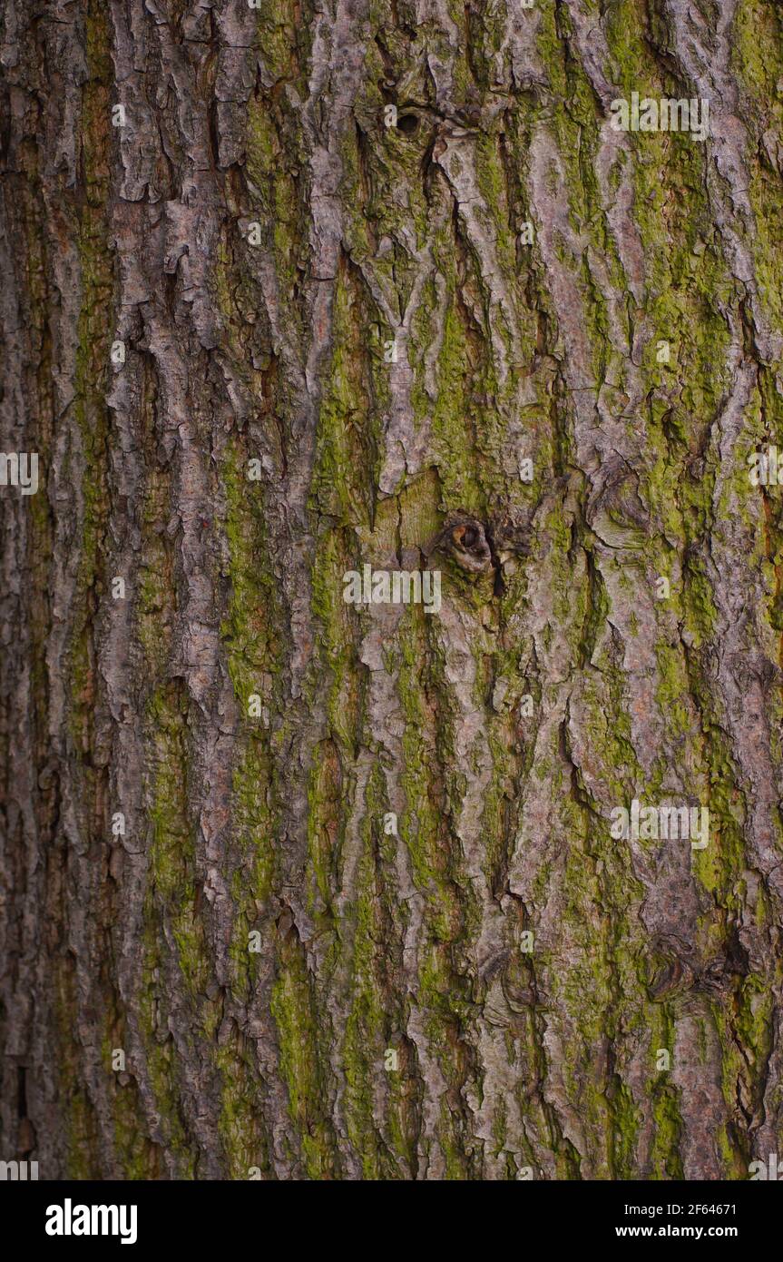 Un arbre à feuilles caduques en gros plan. Structure en écorce et mousse à la lumière du jour. Banque D'Images