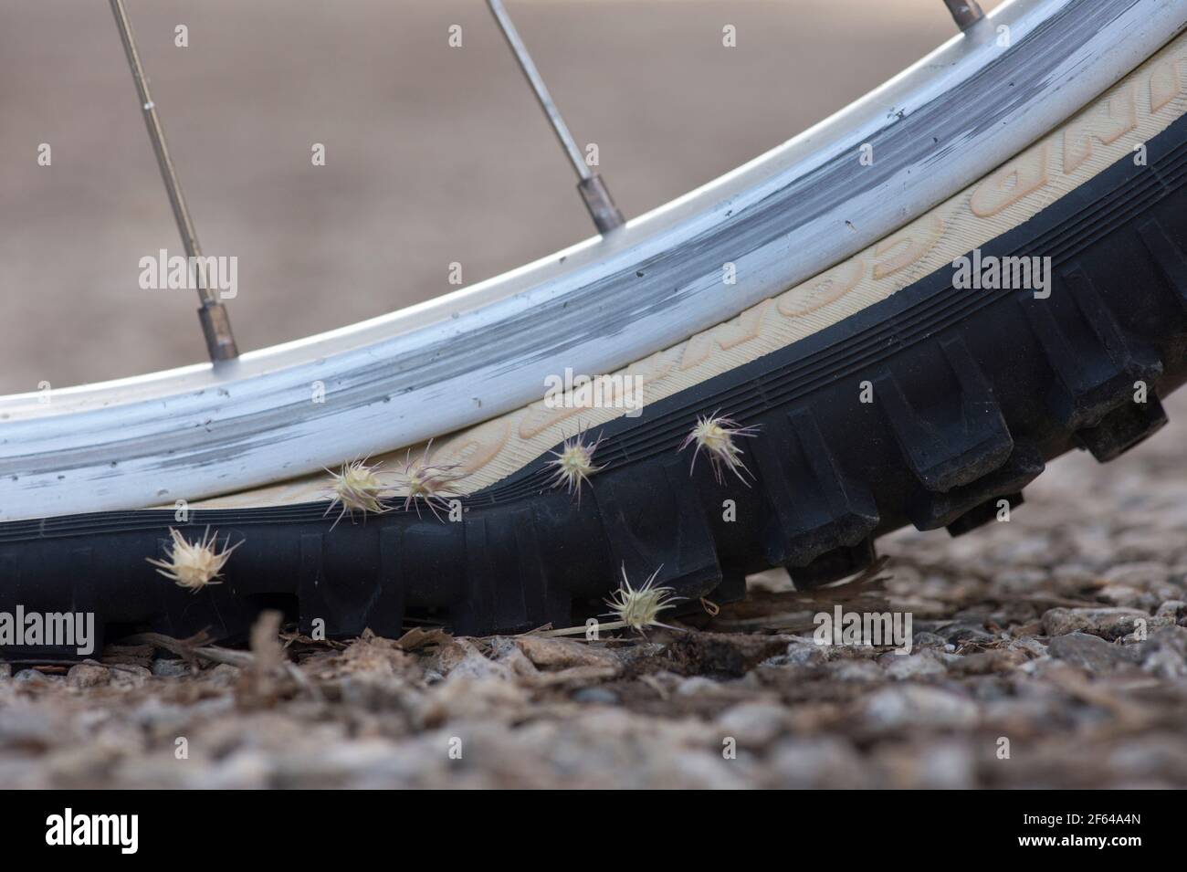 Barbes de tête de chèvre (Tribulus terrestris) collées dans un pneu de vélo plat Banque D'Images