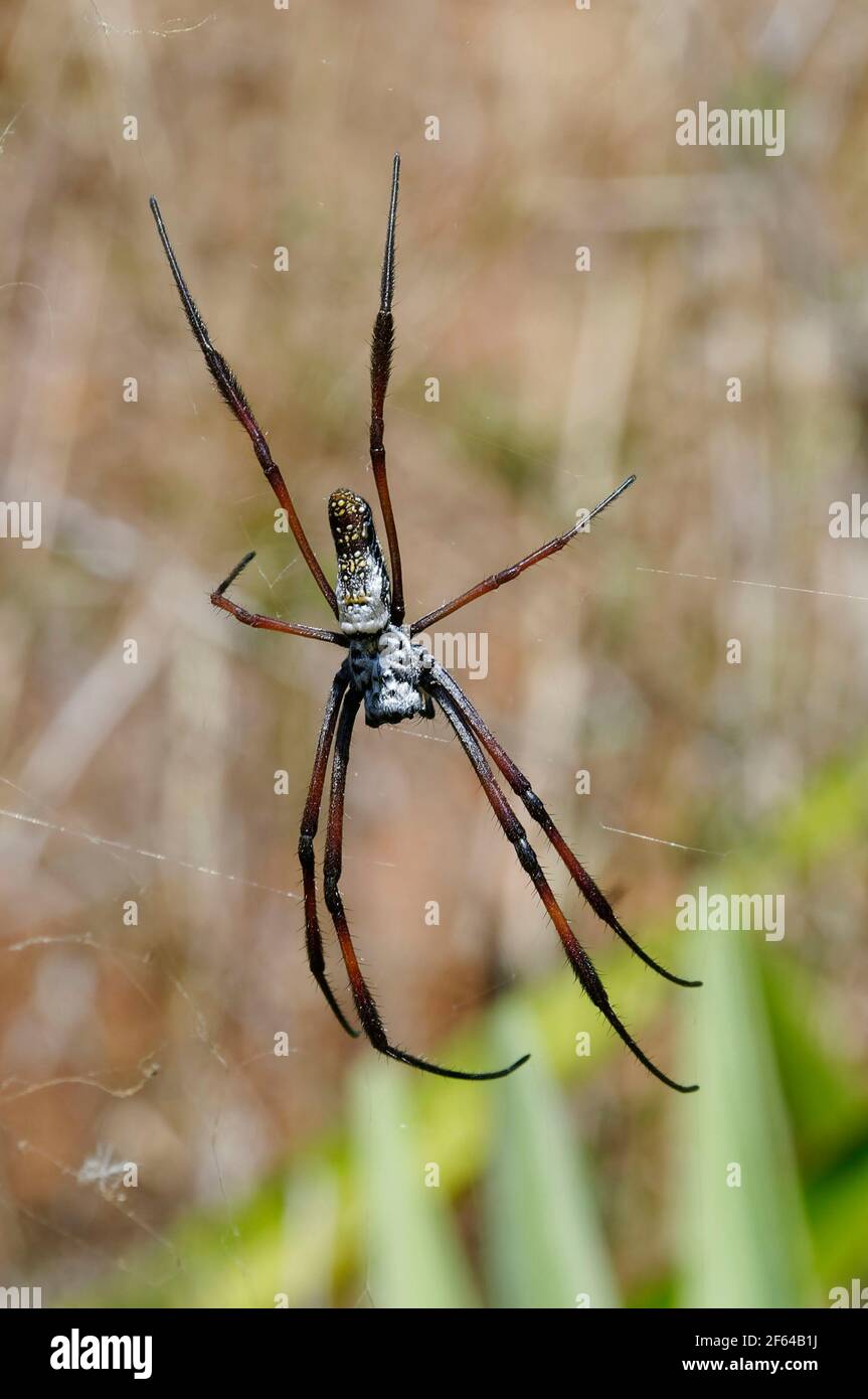 Trichonila inaurata araignée - Madagascar Banque D'Images