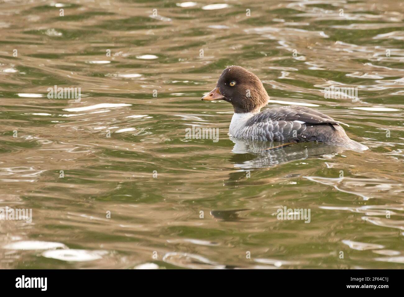 Rare dans l'est des États-Unis, un Garrot d'Islande femelle (Bucephala islandica) sur un étang de long Island, New York Banque D'Images