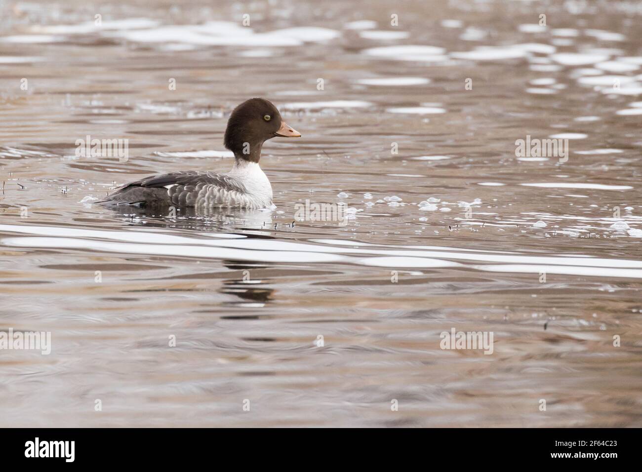 Rare dans l'est des États-Unis, un Garrot d'Islande femelle (Bucephala islandica) sur un étang de long Island, New York Banque D'Images