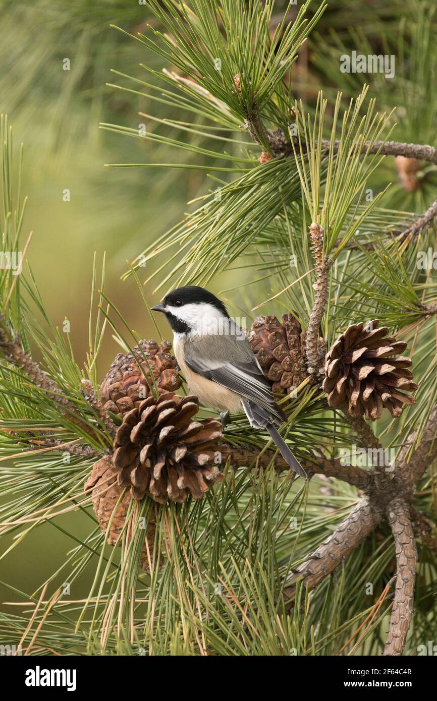 Chickadee à capuchon noir (Poecile atricapillus) perchée dans un pin avec des cônes de pin, long Island, New York Banque D'Images