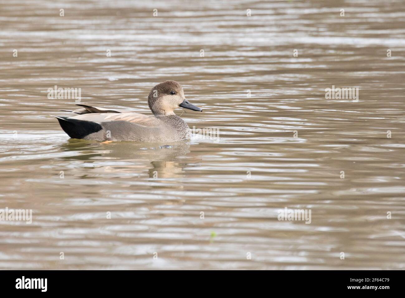 Adulte mâle Gadwall (Mareca strepera) nageant sur un lac de long Island, New York Banque D'Images
