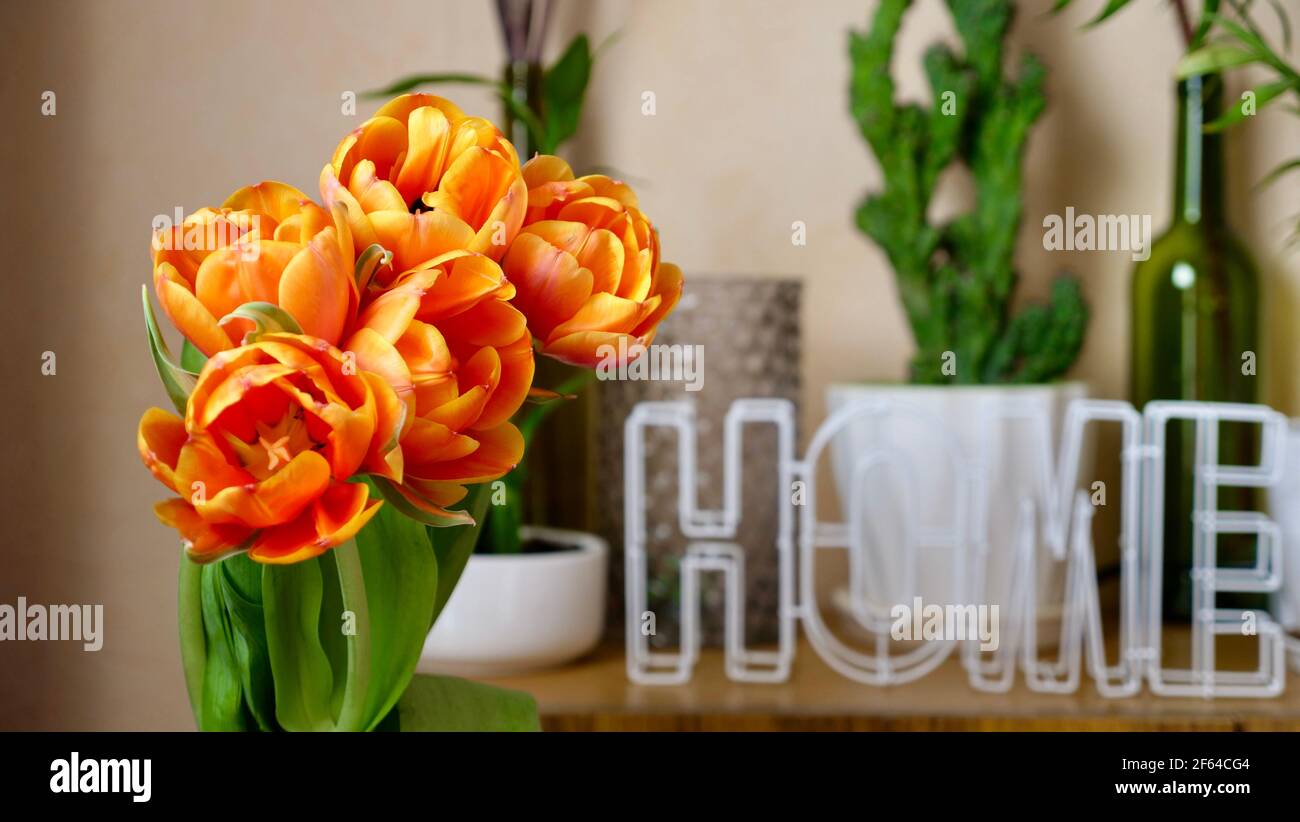 Fleurs d'orange tulipes hollandaises à la maison en gros plan dans un journée internationale ensoleillée des femmes ou fête des mères Banque D'Images