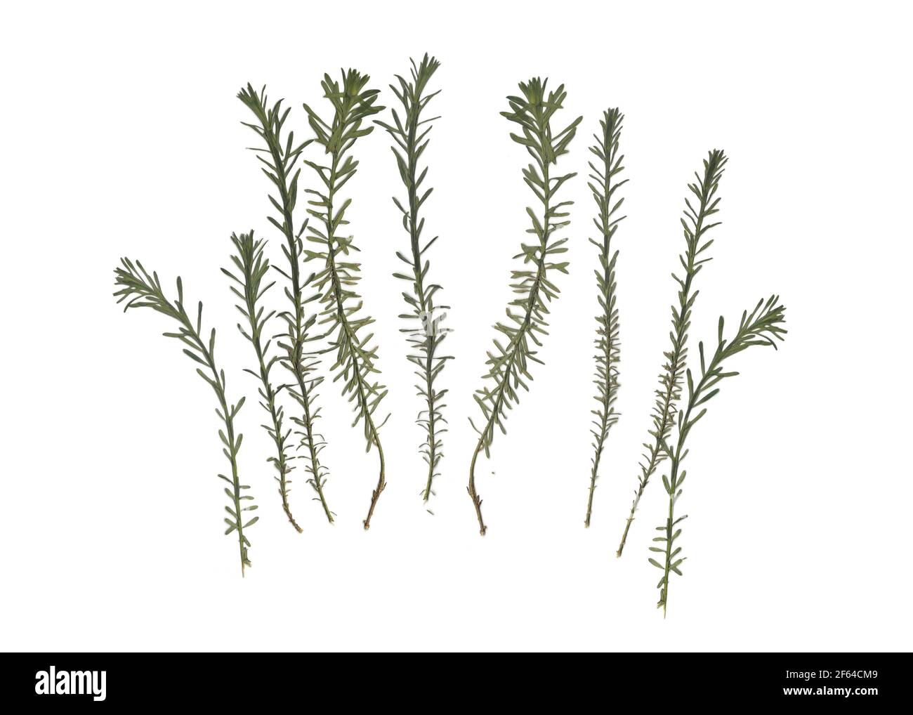 Herbier. D'herbes séchées. Composition de l'herbe sur un fond blanc. Banque D'Images