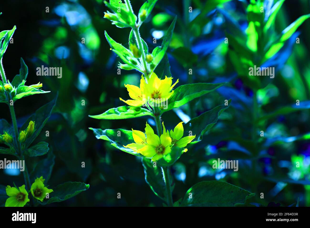 Une fleur jaune qui fleurit en été dans la maison jardin Banque D'Images