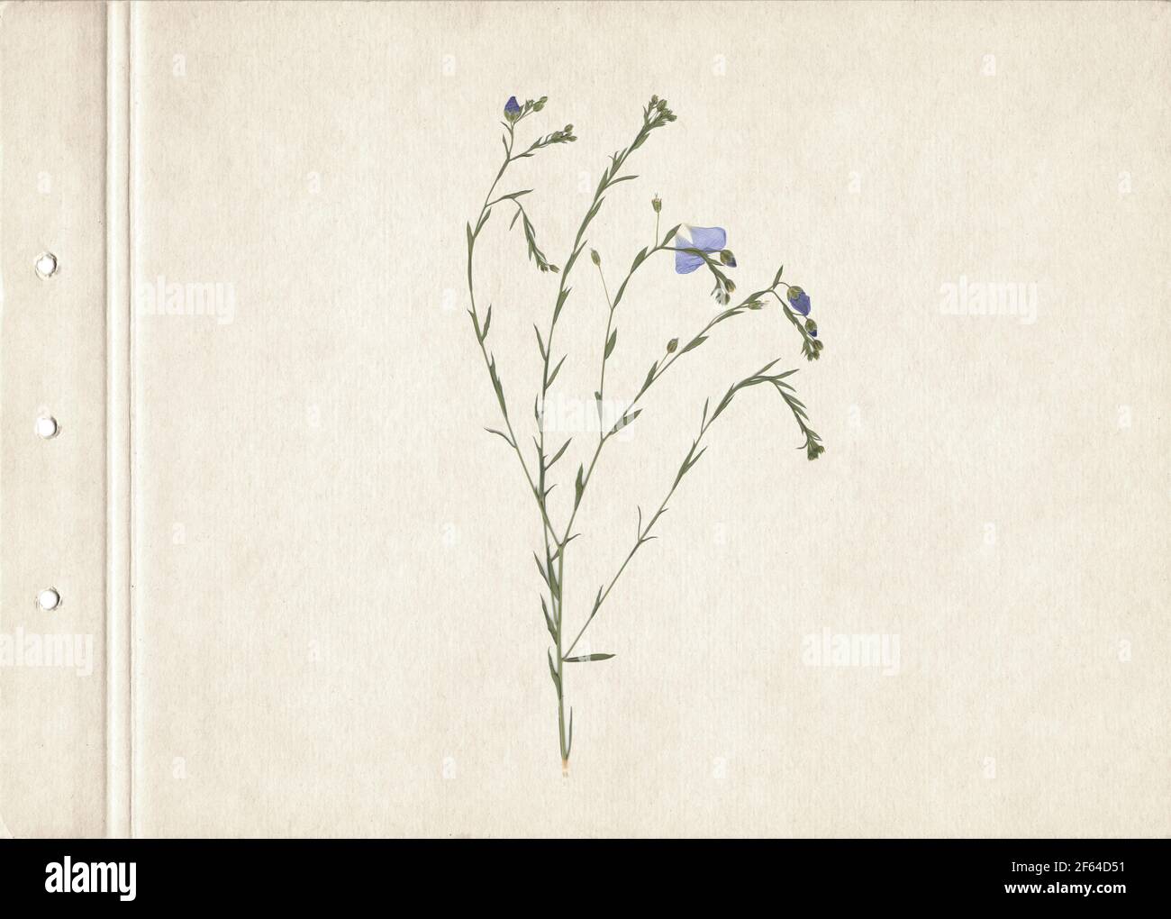 Herbes séchées et pressées. Image numérisée. Arrière-plan herbier vintage sur papier ancien. Composition verticale de l'herbe avec des fleurs bleues sur un carton. Banque D'Images