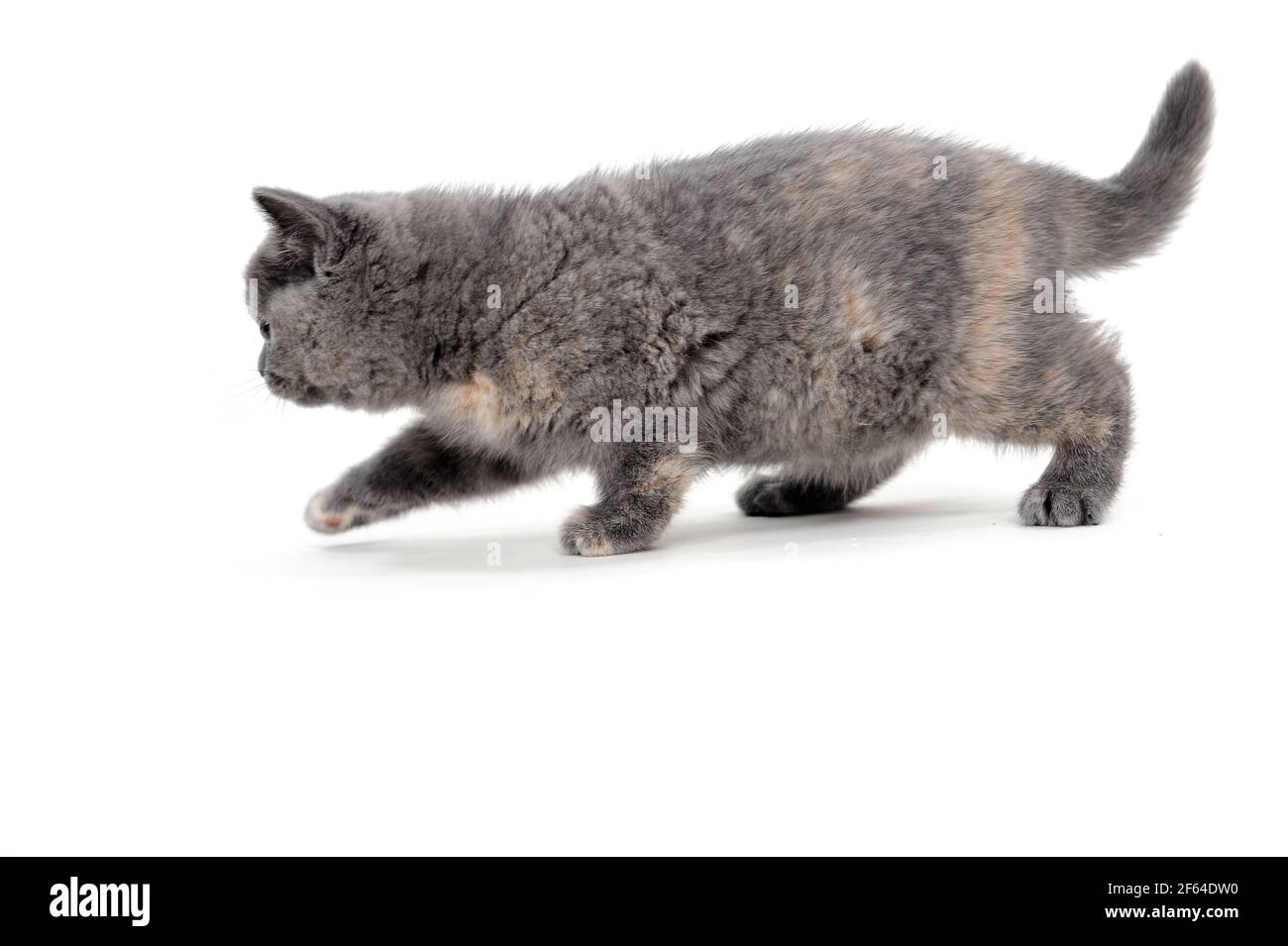 un chaton doux et de race pure repose sur un fond blanc Banque D'Images