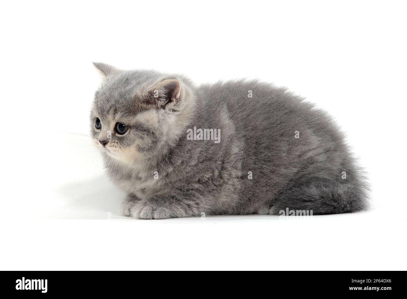 un chaton doux et de race pure repose sur un fond blanc Banque D'Images