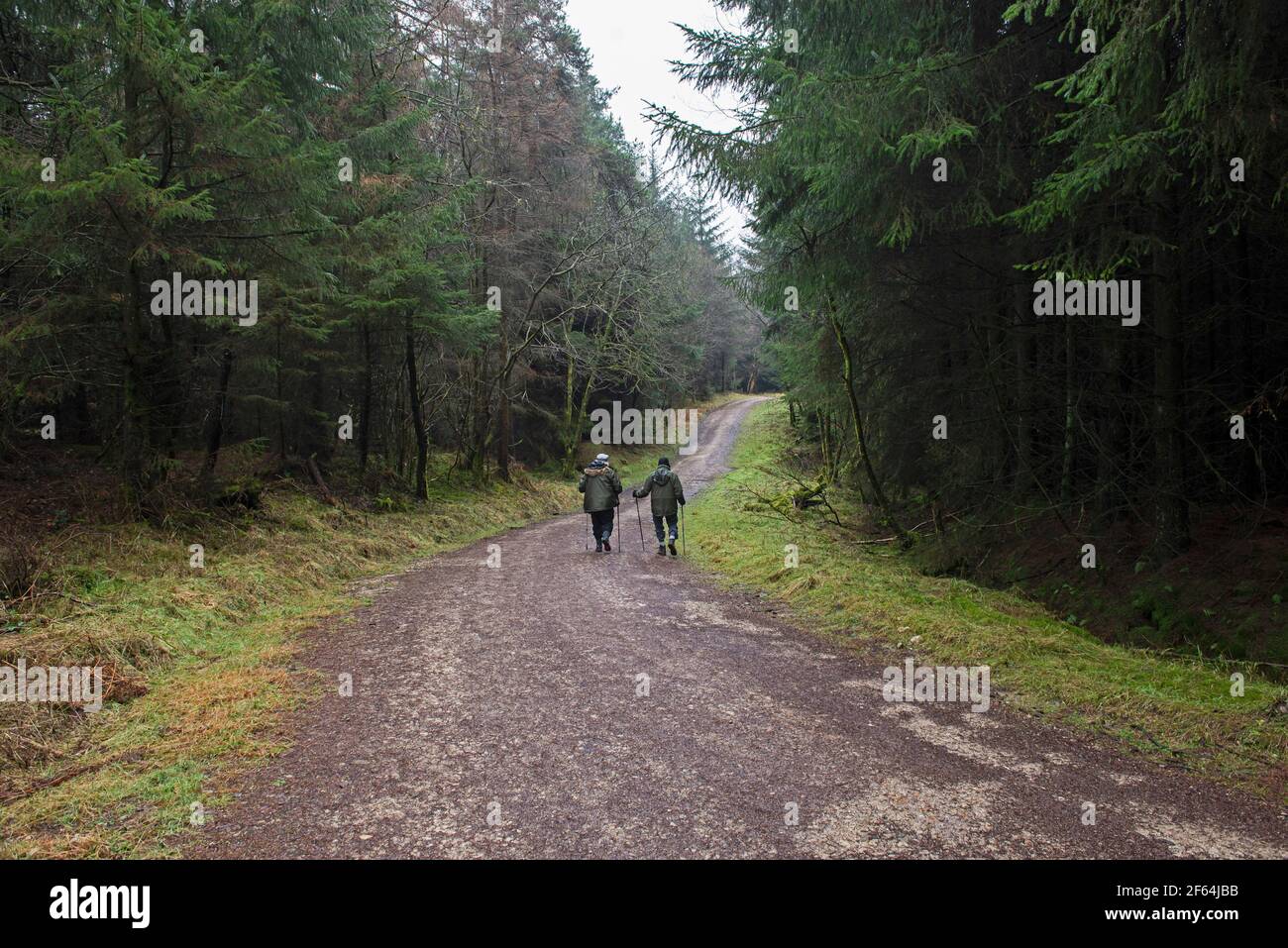 Couple de personnes âgées marchant le long d'un sentier de randonnée à travers une forêt isolée forêt dans la campagne rurale paysage en hiver Banque D'Images
