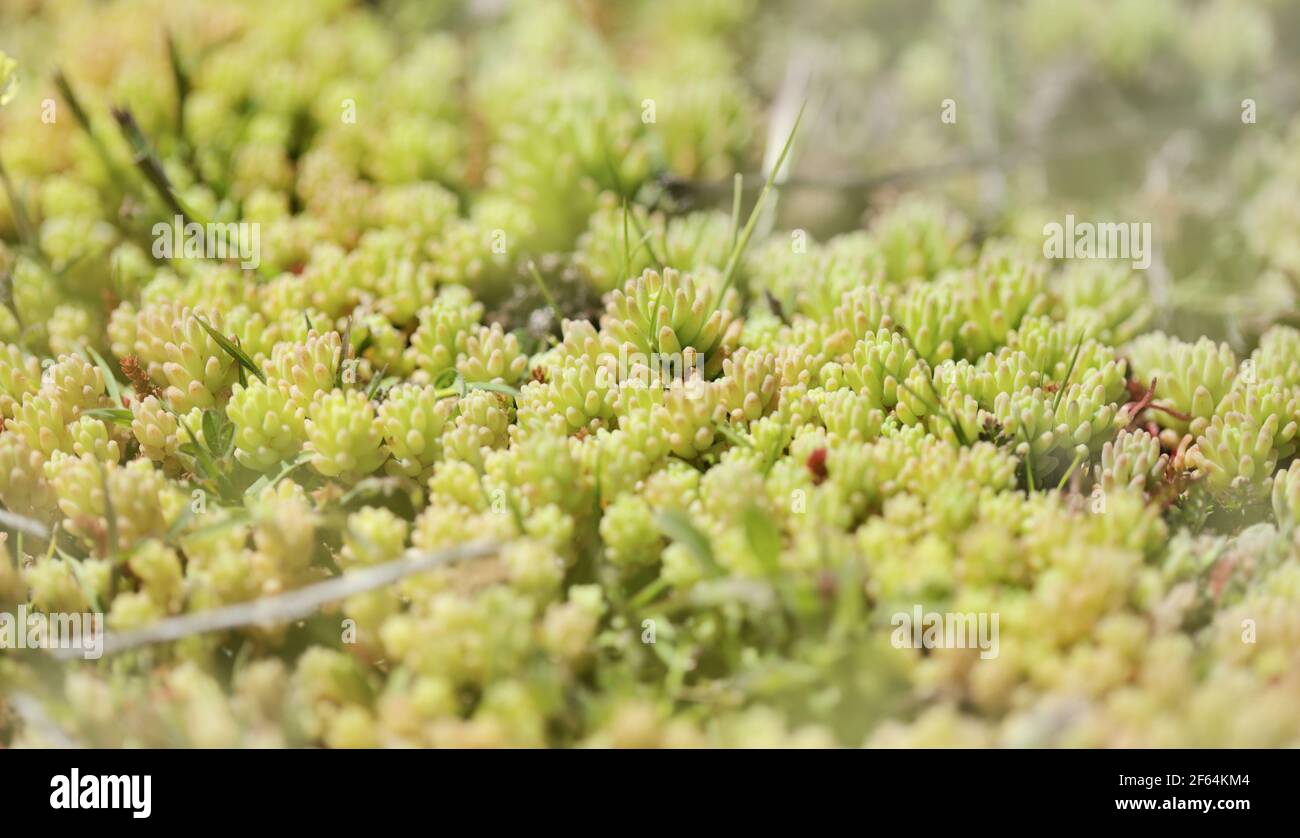 Flora of Gran Canaria - Sedum rubens, stonecrop rouge, fond macro floral naturel Banque D'Images