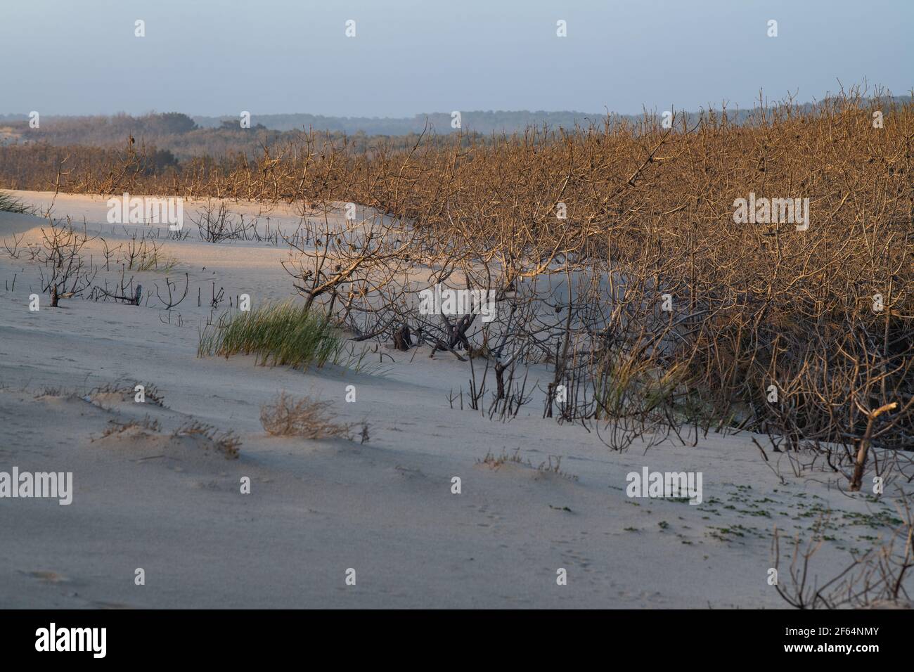 CÔTE ATLANTIQUE, CARCANS BEACH, PETITE STATION DE BAIGNADE SUR LA CÔTE ATLANTIQUE FRANÇAISE, PRÈS DE LACANAU ET BORDEAUX Banque D'Images