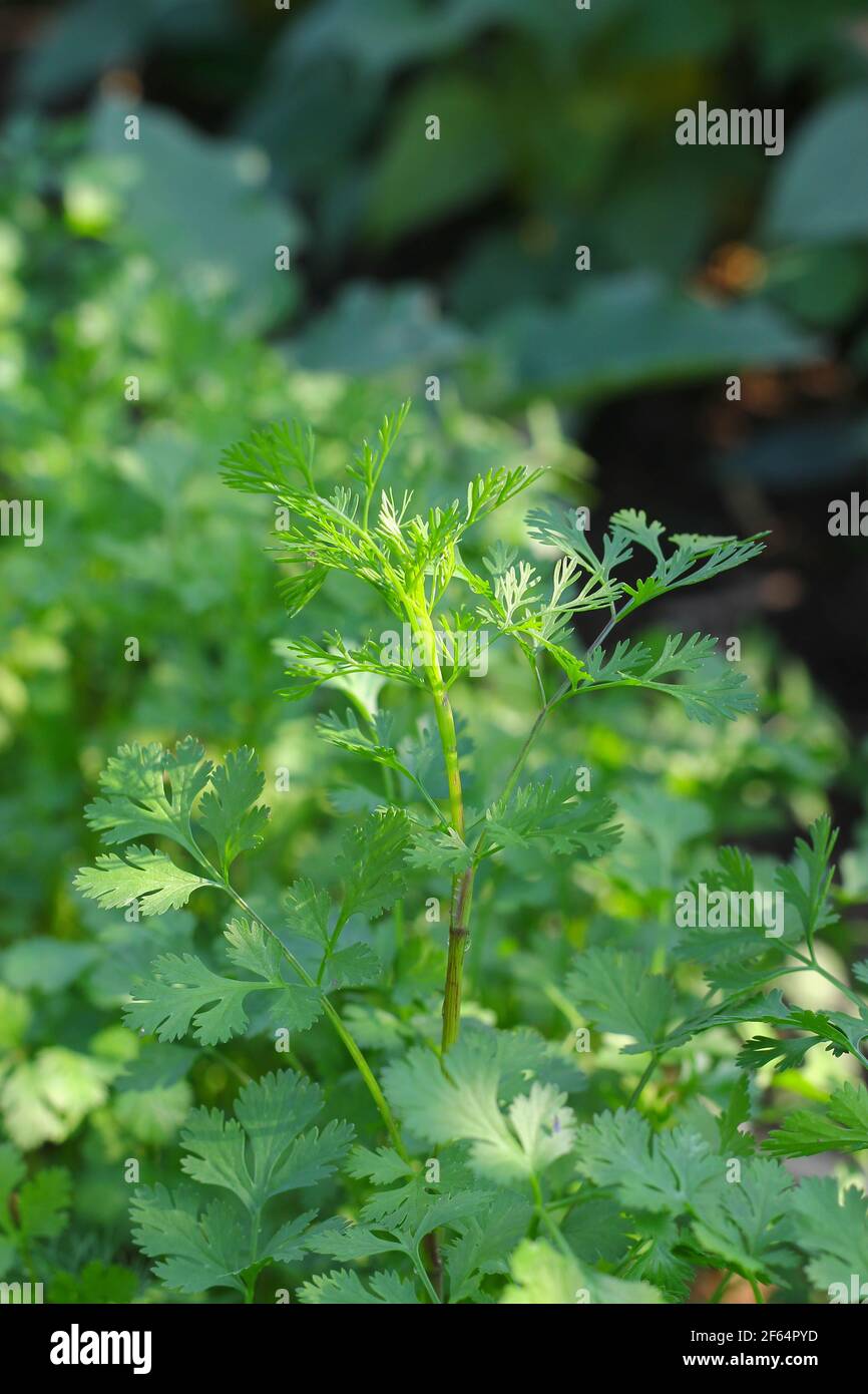 Coriandrum sativum ou Umbelliferae (plantes de Coriander) dans le jardin Banque D'Images