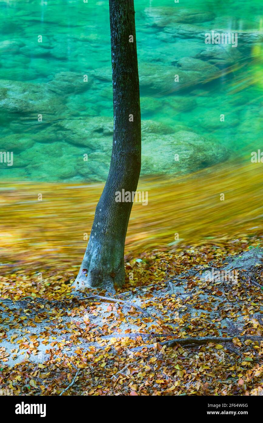 Arbre et rivière avec des feuilles tombées en automne. Banque D'Images