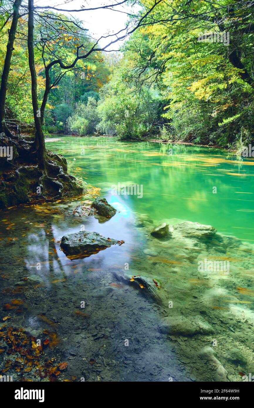 Arbres et lit de rivière avec des feuilles mortes en automne. Banque D'Images