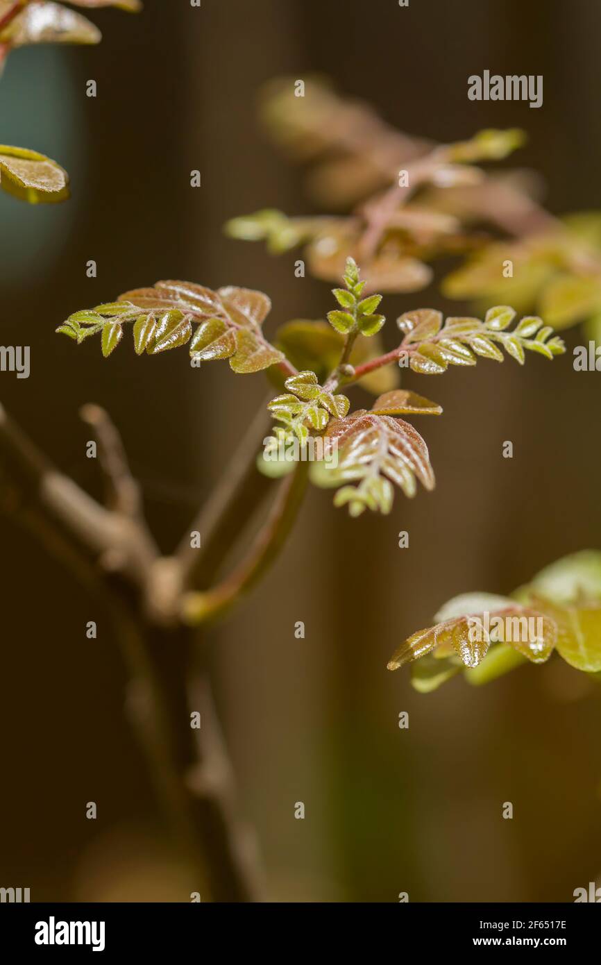 Feuilles de curry (Murraya koengii) plantes. Banque D'Images