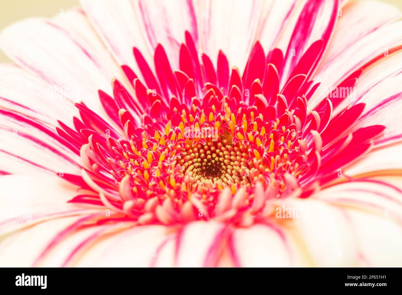 Gerbera Asteraceae rose, famille des pâquerettes Banque D'Images