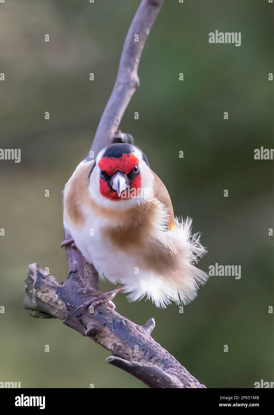 Goldfinch (Carduelis Carduelis) sur une branche d'arbres au Royaume-Uni Banque D'Images