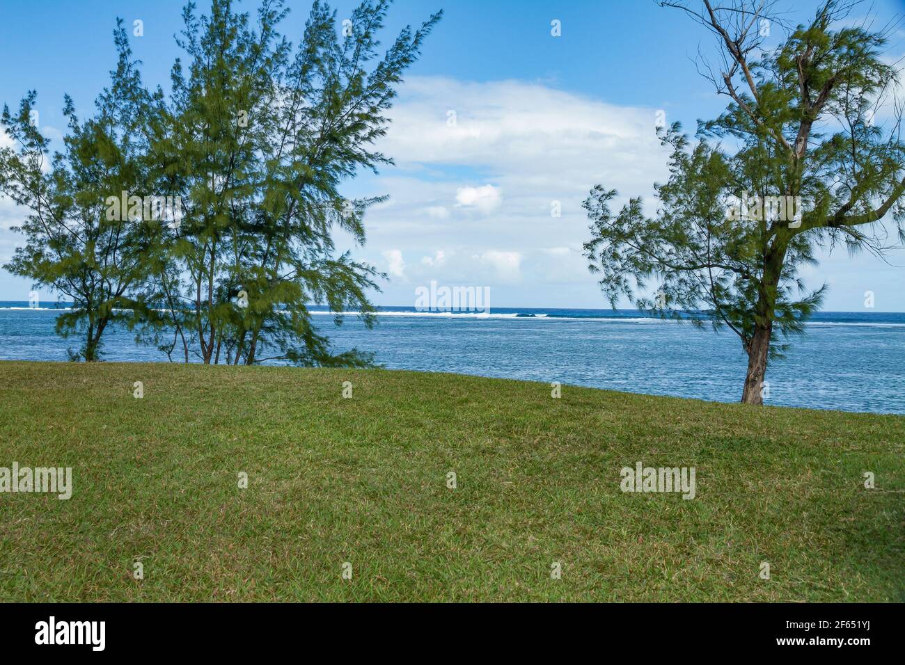 Casuarina plante sur la plage de la Prairie, au sud de l'île Maurice. Banque D'Images