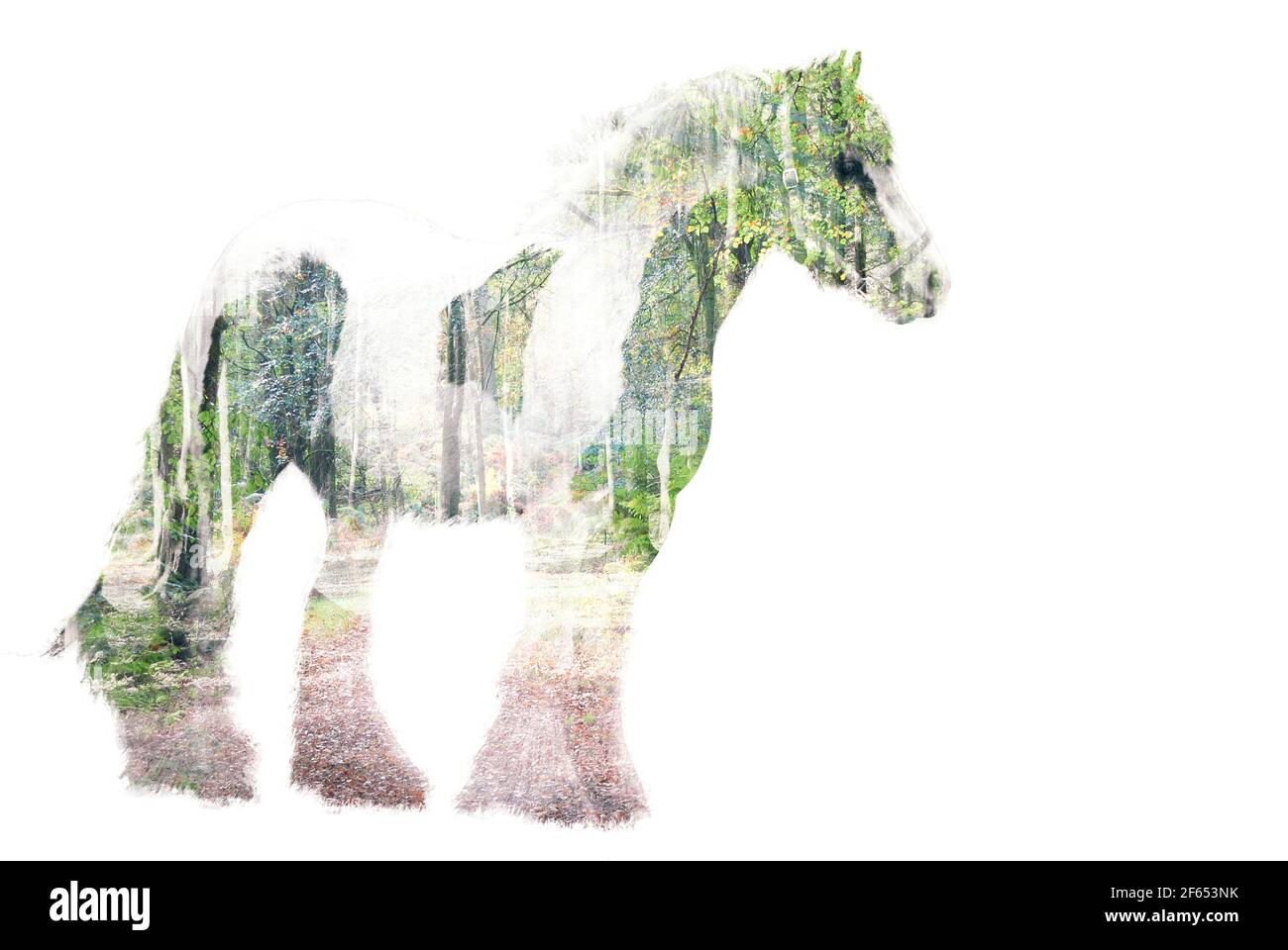 Cheval et forêt double exposition Banque D'Images