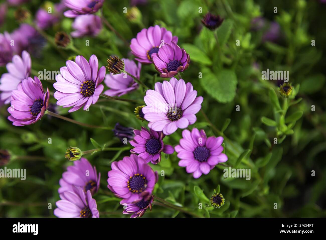 Pâquerettes violettes fleurs, jardin botanique, nature et paysage Banque D'Images