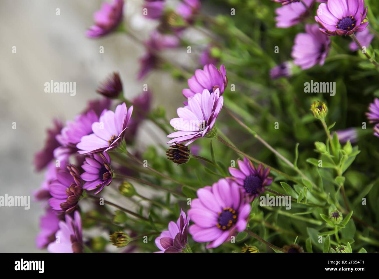 Pâquerettes violettes fleurs, jardin botanique, nature et paysage Banque D'Images