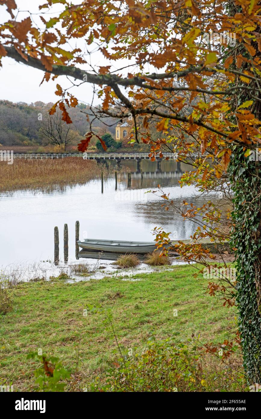 Cromm, Irlande du Nord - 8 novembre 2020. Vieux arbre à Crom Castle, Co. Fermanagh, Irlande du Nord Banque D'Images