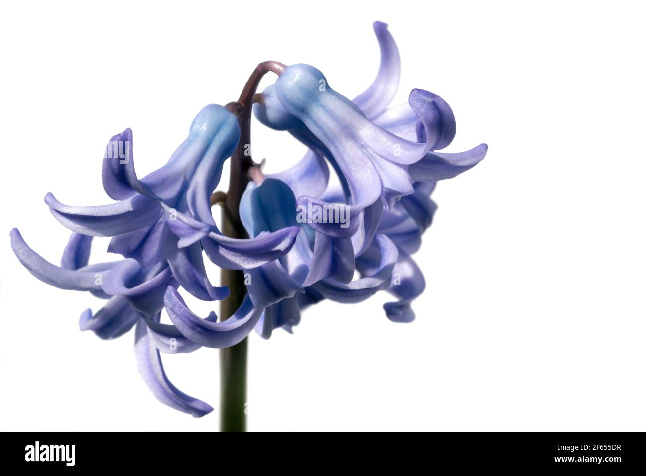Fleur en jacinthe bleue, détail de macro sur fond blanc isolé.gros plan de l'espace de copie Banque D'Images
