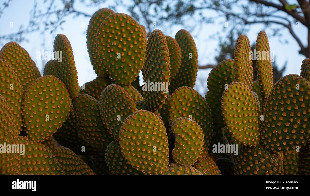 Opuntia microdasys (ailes d'ange, oreilles de lapin cactus, cactus de lapin ou cactus à pois) est une espèce de plante à fleurs de la famille des cactus Cactaceae Banque D'Images