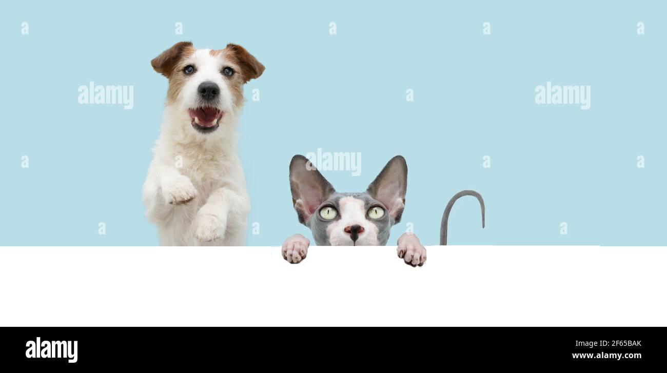 Banniere Chat Drole Et Chien Cacher Chat Sphynx Pendant Dans Un Blanc Isole Sur Fond Bleu Photo Stock Alamy