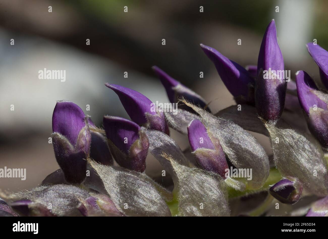 wisteria fleur vue rapprochée Banque D'Images