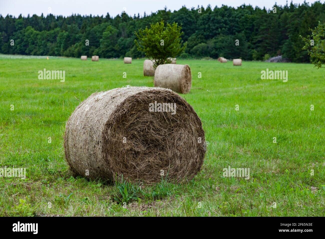 Le foin roule sur le champ de l'herbe coupée. Paysage rural estonien. Île Saarema. Banque D'Images