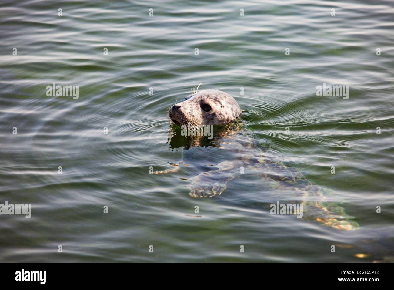 Les saels gris tourbillonnaient dans l'eau. Têtes uniquement. Mer Baltique, île de Saarema, Estonie. Banque D'Images